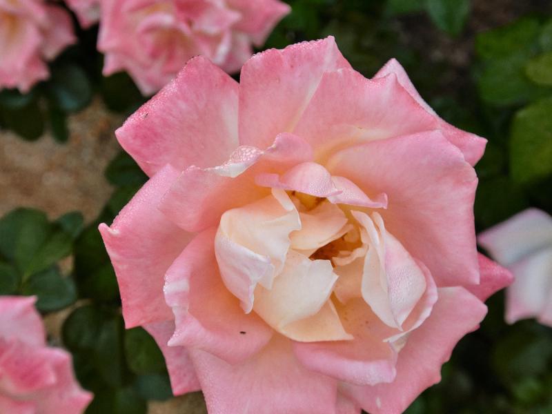 Can Kai , San Antonio 