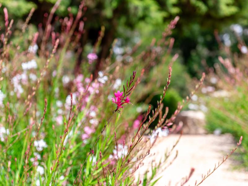 Villa Diso , Cala Vadella 